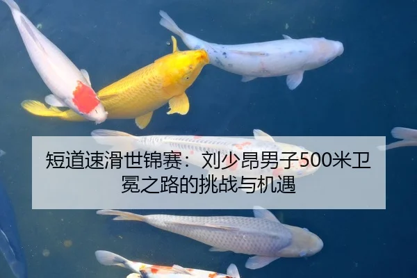 短道速滑世锦赛：刘少昂男子500米卫冕之路的挑战与机遇